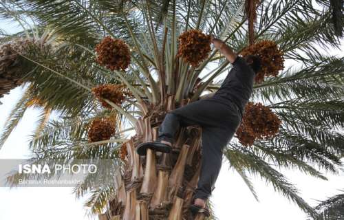 پیش بینی برداشت ۲۱۰ هزار تُن خرما از نخلستان های جنوب کرمان با ۸۰ برند صادراتی